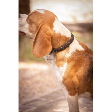 Halsband für Hunde Penelope Billie Halsband für Hunde Penelope Billie