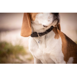 Halsband für Hunde Penelope Billie