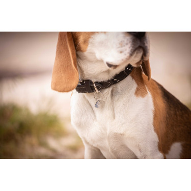 Halsband für Hunde Penelope Billie Halsband für Hunde Penelope Billie