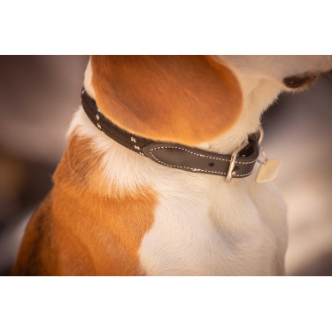 Halsband für Hunde Penelope Billie Halsband für Hunde Penelope Billie