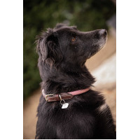 Halsband für Hunde Penelope Billie Rose / Lurex Rosa