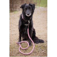 Halsband für Hunde Penelope Billie Rose / Lurex Rosa