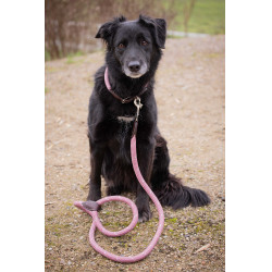 Halsband für Hunde Penelope Billie Rose / Lurex Rosa