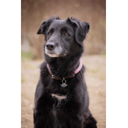 Halsband für Hunde Penelope Billie Rose / Lurex Rosa