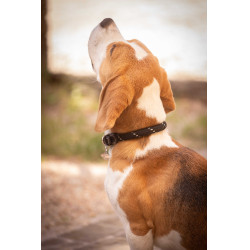 Halsband für Hunde Penelope Billie