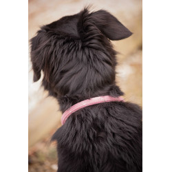 Halsband für Hunde Penelope Billie Rose / Lurex Rosa
