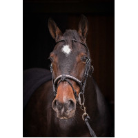 Trensenzaum Pénélope Symphonie Schwarz