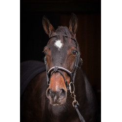 Trensenzaum Pénélope Symphonie Schwarz