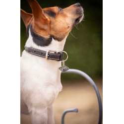 Hundehalsband Pénélope Olie Havanna Braun