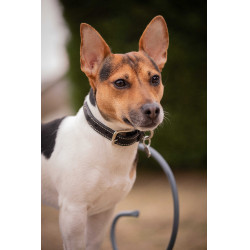 Hundehalsband Pénélope Olie Havanna Braun