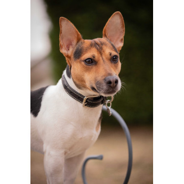 Hundehalsband Pénélope Olie Havanna Braun