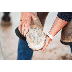 Tonerde für Hufe Ravene Pediplast