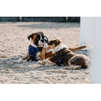 Hundegeschirr Riding World Simba Marine Marineblau