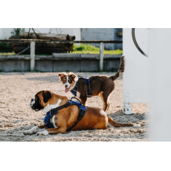 Hundegeschirr Riding World Simba Marine Marineblau