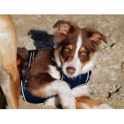 Hundegeschirr Riding World Simba Marine Marineblau