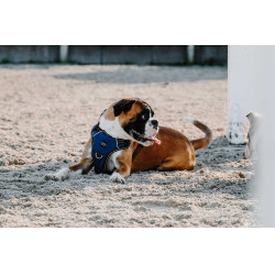 Hundegeschirr Riding World Simba Marine Marineblau