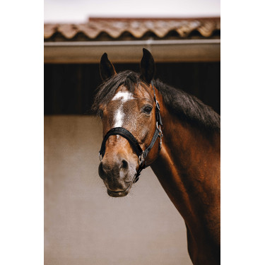 Nylonhalfter Equithème Jacquard Schwarz