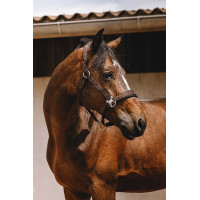 Nylonhalfter Equithème Jacquard Braun Nylonhalfter Equithème Jacquard Braun