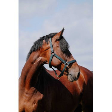 Reithalfter Riding World Cushion Marine Marineblau