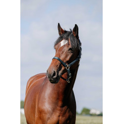 Reithalfter Riding World Cushion Marine Marineblau