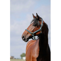 Reithalfter Riding World Cushion Dunkelgrün Gr&amp;amp;amp;amp;amp;amp;amp;amp;uuml;n