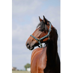 Reithalfter Riding World Cushion Dunkelgrün Gr&amp;amp;amp;amp;amp;amp;amp;amp;uuml;n