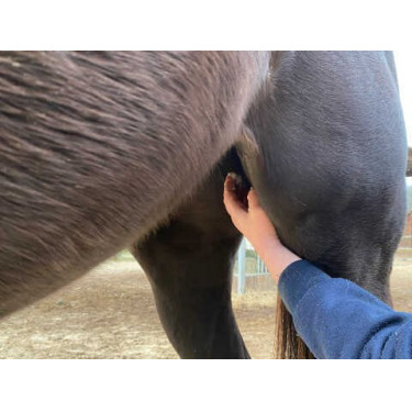 Balsam Animaderm Natjely