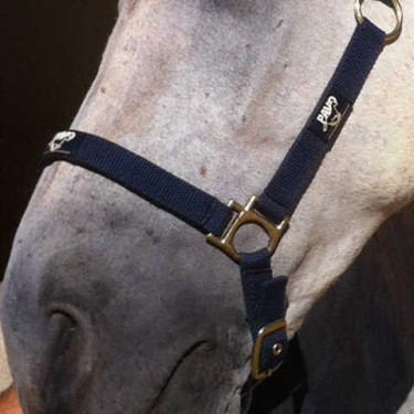 Regenerierend Animaderm Cutene