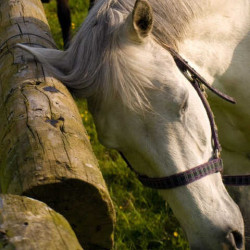 Animaderm Derfly Insektenschutz Animaderm Derfly Insektenschutz
