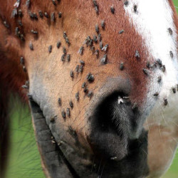 Animaderm Derfly Insektenschutz Animaderm Derfly Insektenschutz