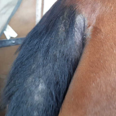 Animaderm Derfly Insektenschutz Animaderm Derfly Insektenschutz