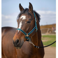 Halfter Equithème Nylon Light Dunkelgrün Gr&uuml;n