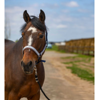 Halfter Equithème Nylon Check Marine / Braun Blau Halfter Equithème Nylon Check Marine / Braun Blau