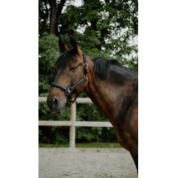 Equithème Glowy Halfter Schwarz / schwarz