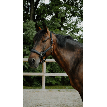 Equithème Glowy Halfter Schwarz / schwarz