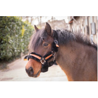 Pénélope Soft Halfter Schwarz / Beige Pénélope Soft Halfter Schwarz / Beige