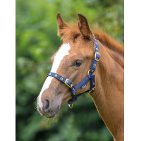 Fohlenhalfter Shires