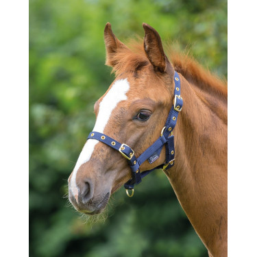 Fohlenhalfter Shires