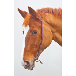 Mors chifney Blenheim Shires Havane