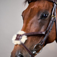 Trense mit geflochtenem Kombinationsnasenriemen D Collection Dy'on Schwarz Trense mit geflochtenem Kombinationsnasenriemen D Collection Dy'on Schwarz