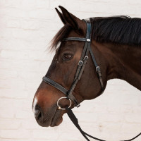 Hunter-Trense Dy'on Schwarz Hunter-Trense Dy'on Schwarz