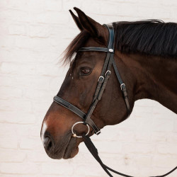 Hunter-Trense Dy'on Schwarz Hunter-Trense Dy'on Schwarz