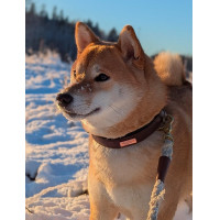 Hundehalsband Equestrian Stockholm Clean Dramatischer Montag