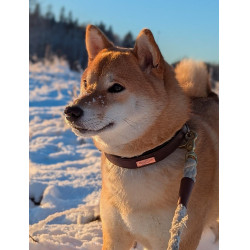 Hundehalsband Equestrian Stockholm Clean Endloser Glanz