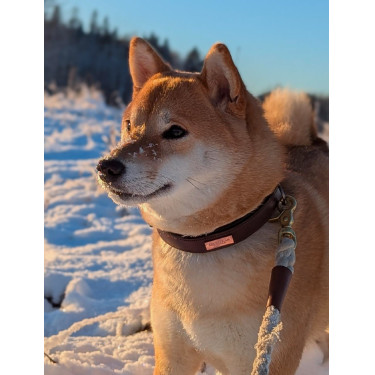 Hundehalsband Equestrian Stockholm Clean Endloser Glanz