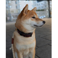 Hundehalsband Equestrian Stockholm Clean Endloser Glanz