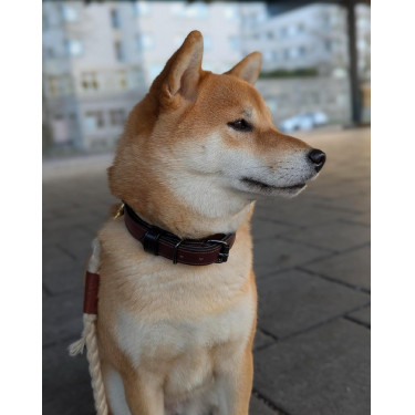 Hundehalsband Equestrian Stockholm Clean Endloser Glanz