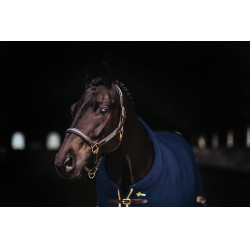 Lederhalfter und -führstrick Equestrian Stockholm Kette Schwedische Nation Lederhalfter und -führstrick Equestrian Stockholm Kette Schwedische Nation