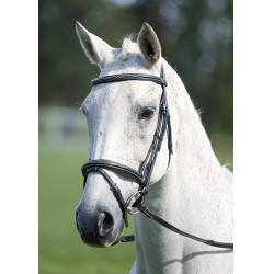 Trense mit kombiniertem Reithalfter Raised Flash Avignon Shires Schwarz Trense mit kombiniertem Reithalfter Raised Flash Avignon Shires Schwarz