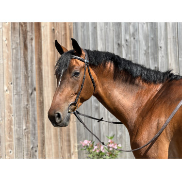 Zaumzeug T de T Essentiel Komfort Dunkles Havanna Braun Zaumzeug T de T Essentiel Komfort Dunkles Havanna Braun